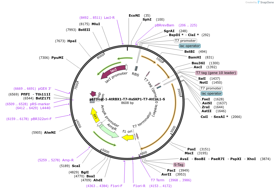 228944-plasmid-map-sequence-id-499124