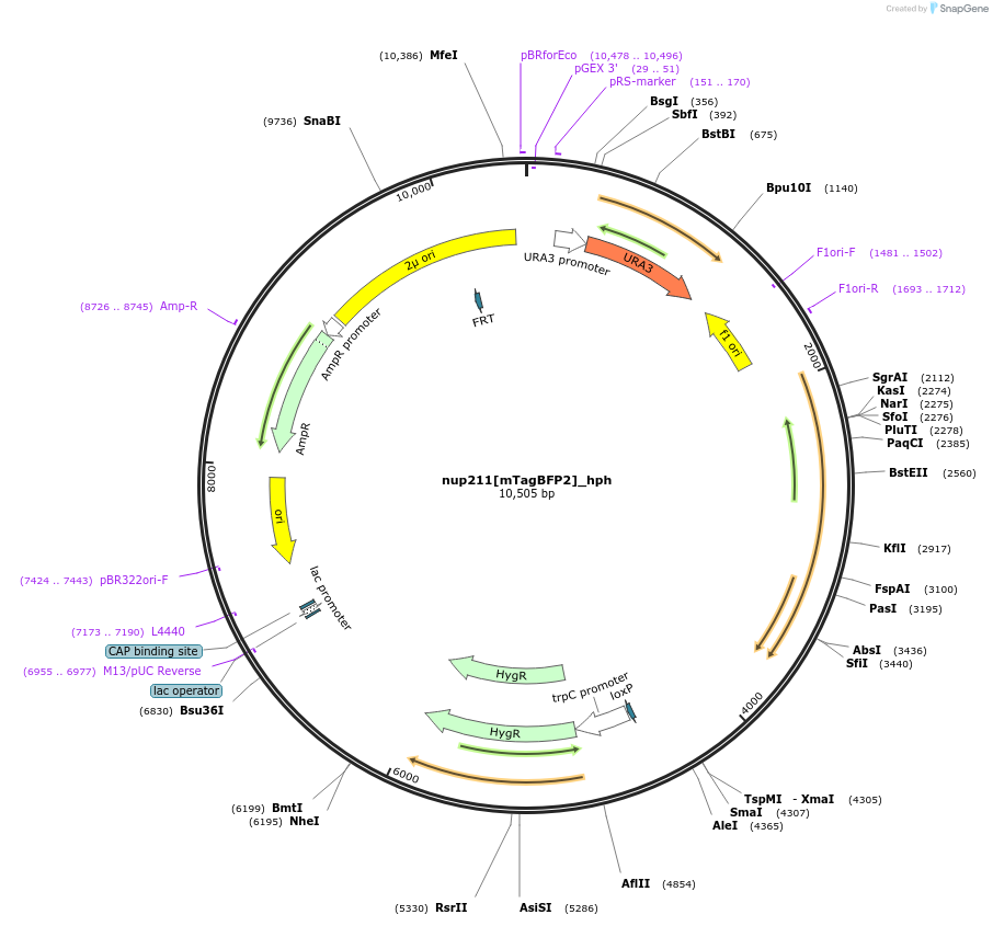 251401-plasmid-map-sequence-id-499125