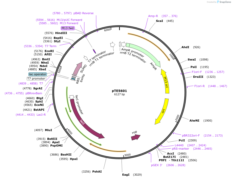 250509-plasmid-map-sequence-id-499126