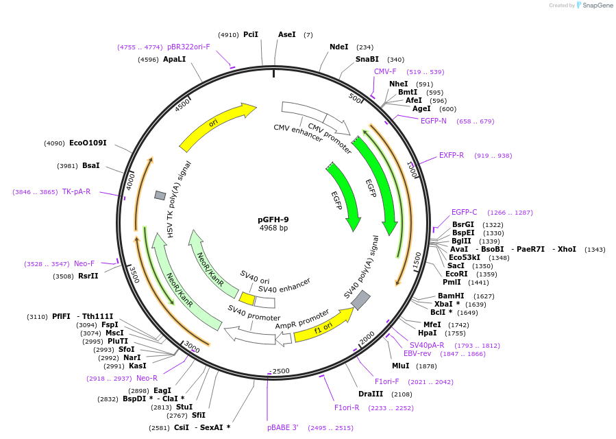 39538-plasmid-map-sequence-id-49913