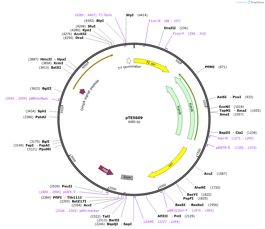 250515-plasmid-map-sequence-id-499130