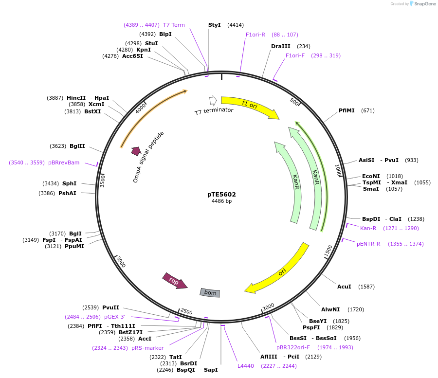 250510-plasmid-map-sequence-id-499133