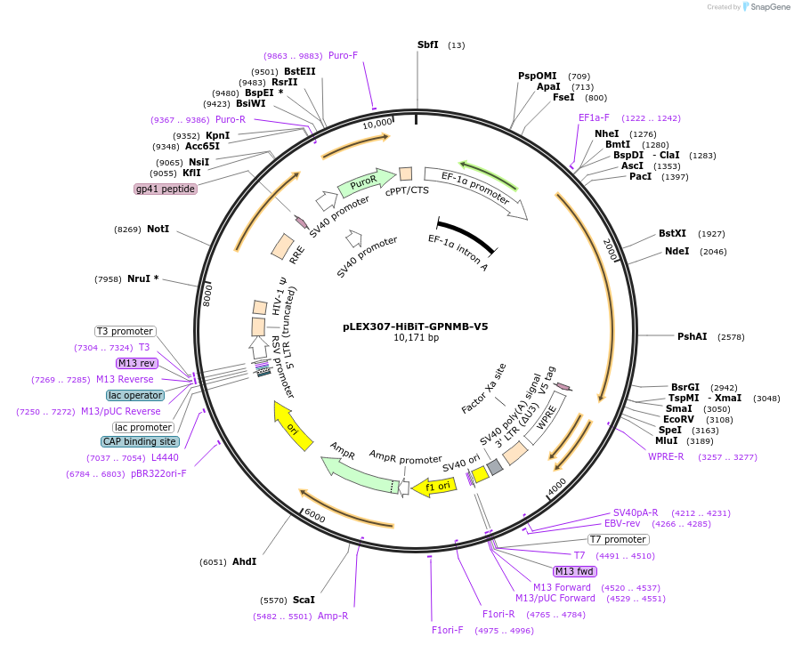 247980-plasmid-map-sequence-id-499137