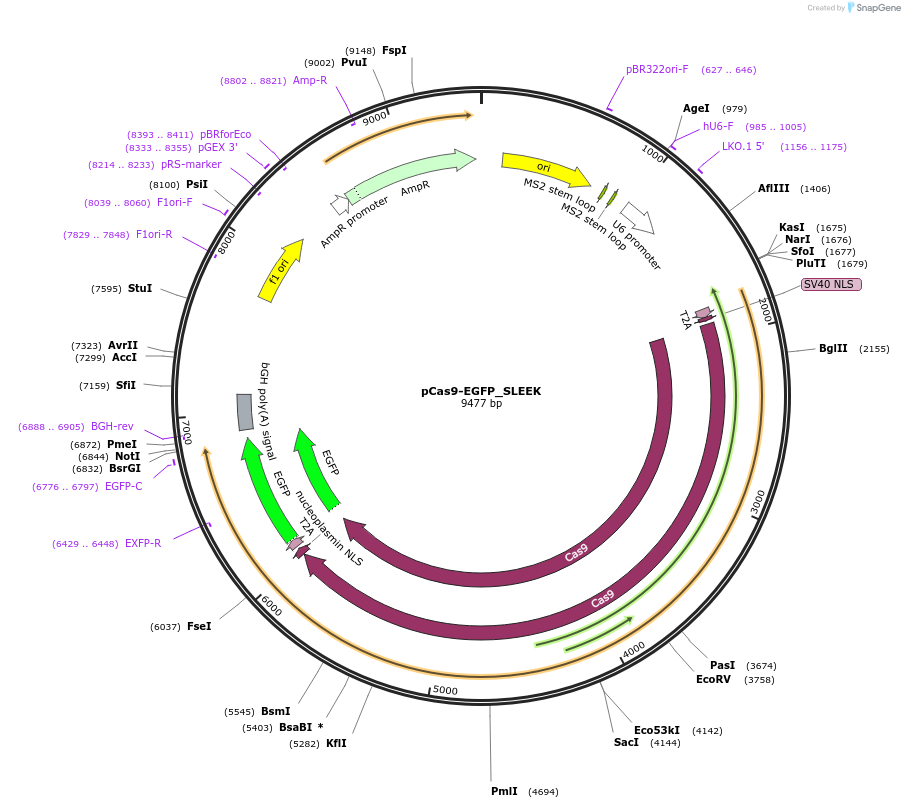 249545-plasmid-map-sequence-id-499140