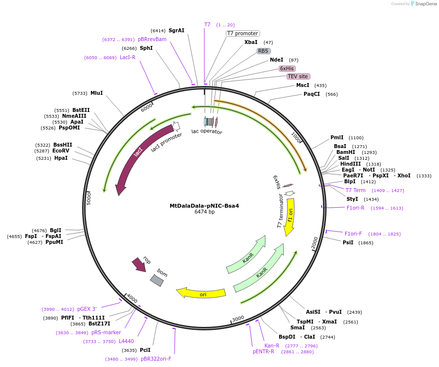 250149-plasmid-map-sequence-id-499143