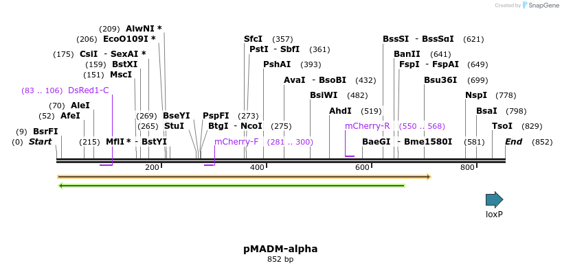 49915_map
