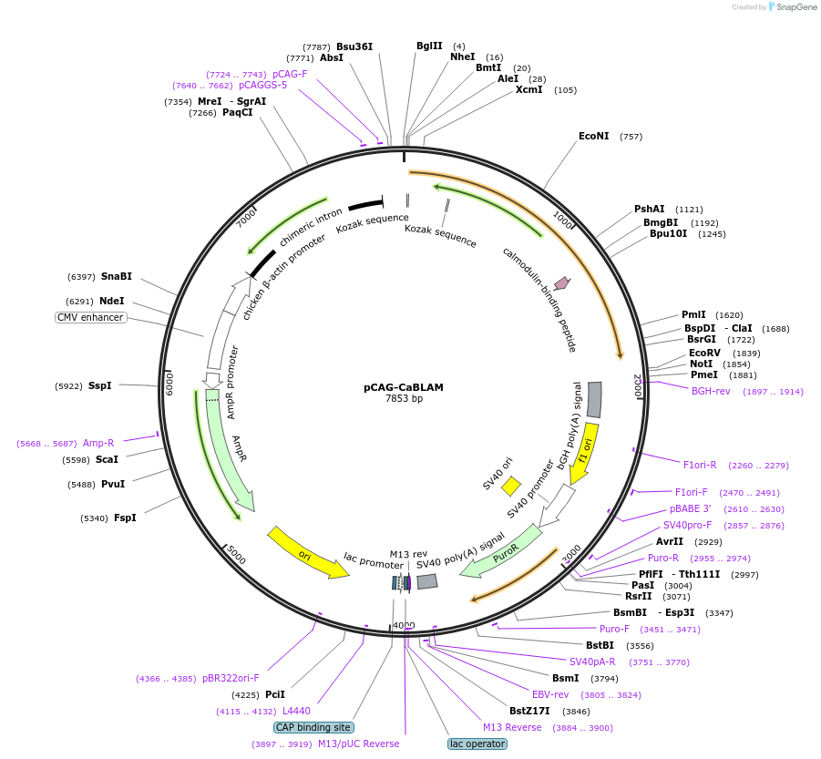 244129-plasmid-map-sequence-id-499155