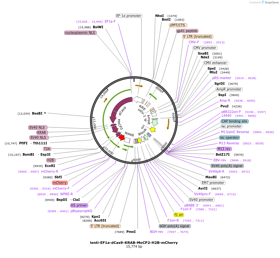 242171-plasmid-map-sequence-id-499156