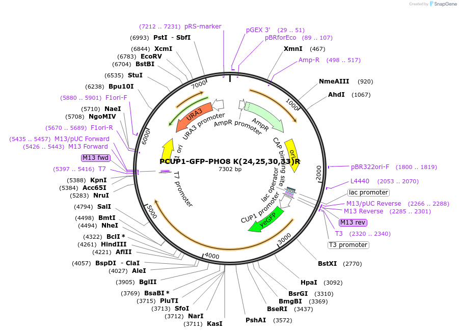 207044-plasmid-map-sequence-id-499161