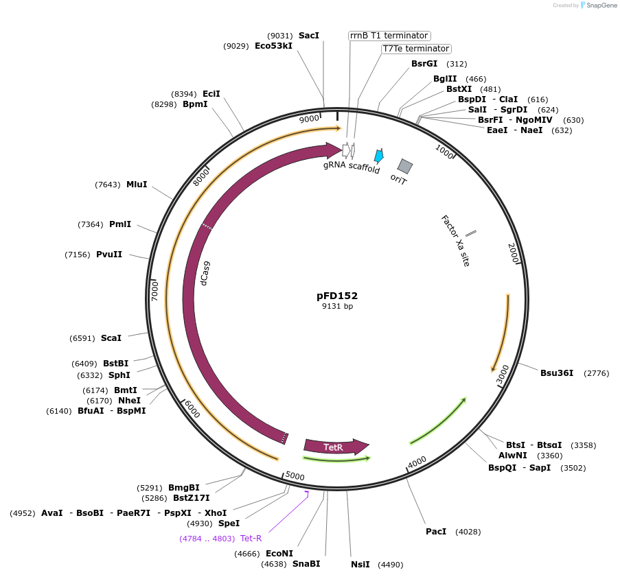 125546-plasmid-map-sequence-id-499185