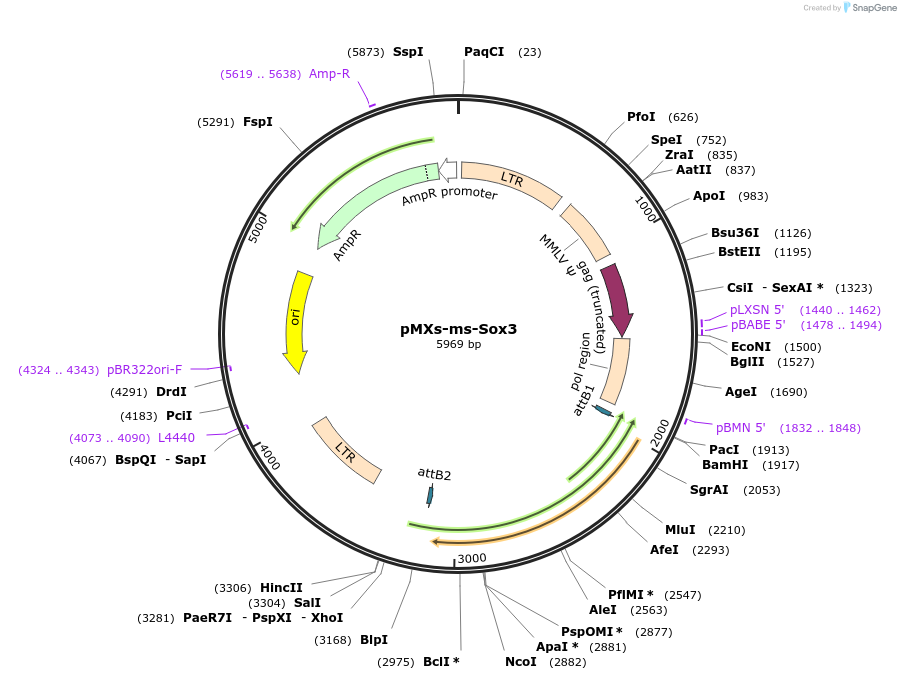 50779-plasmid-map-sequence-id-499263