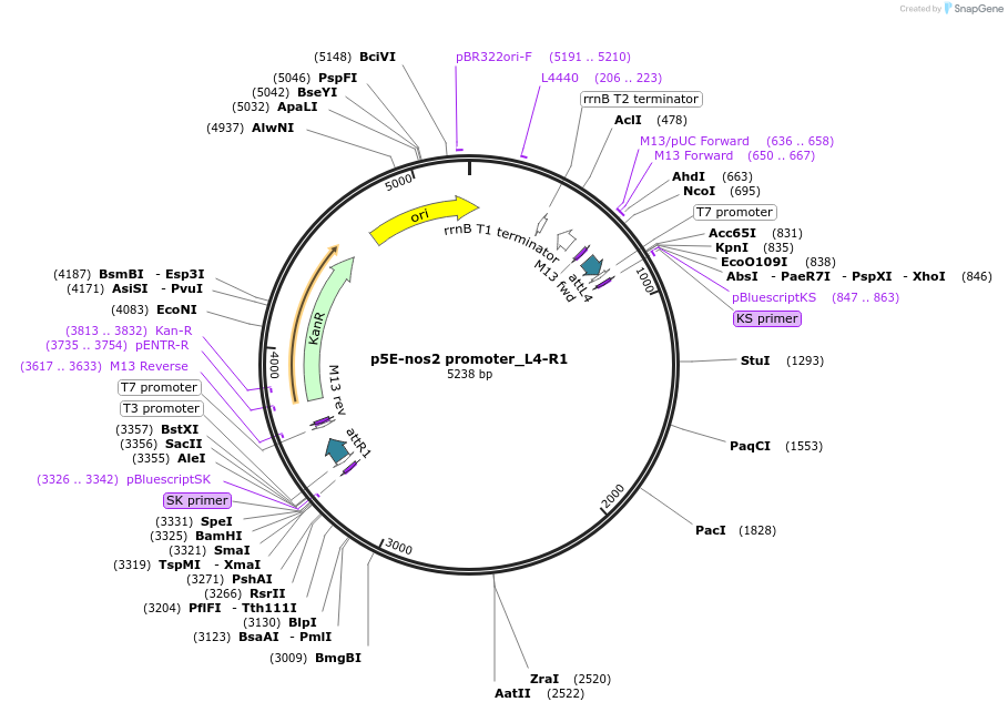 226796-plasmid-map-sequence-id-499468