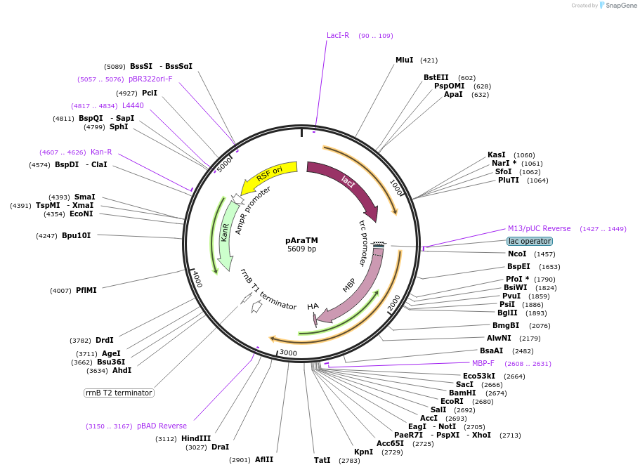 39547-plasmid-map-sequence-id-49948