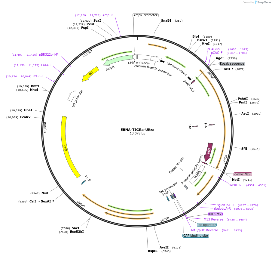 250605-plasmid-map-sequence-id-499510