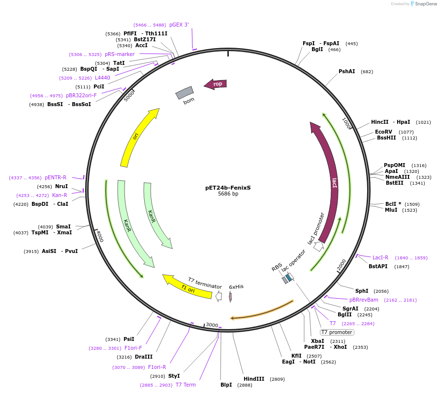 250521-plasmid-map-sequence-id-499617
