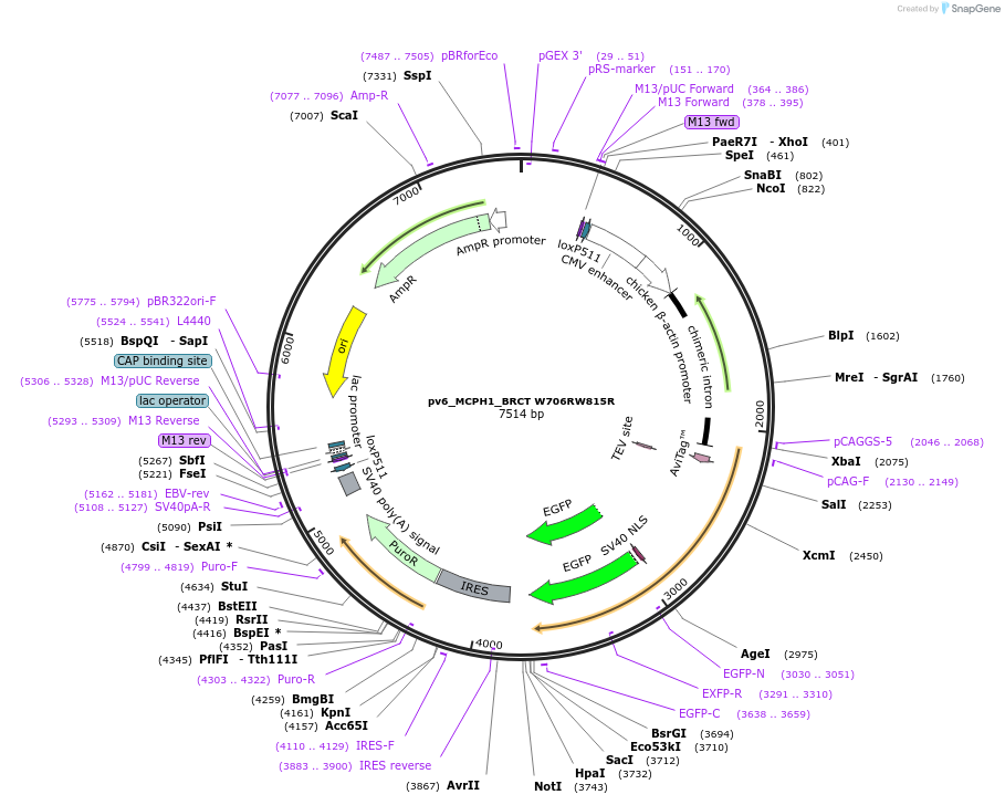 250355-plasmid-map-sequence-id-499650