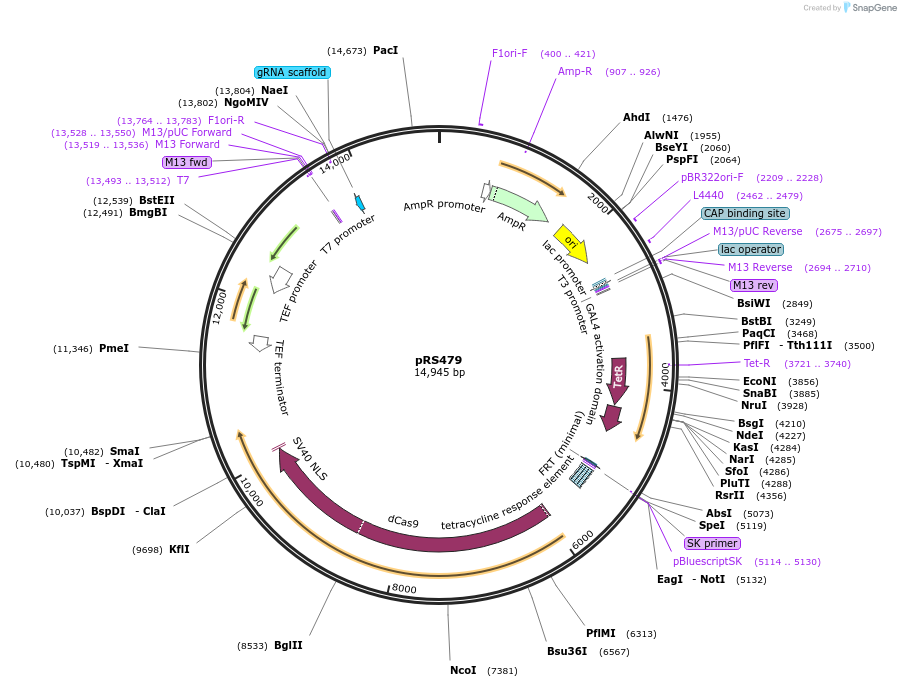 250493-plasmid-map-sequence-id-499651