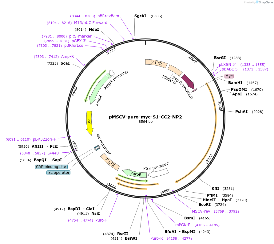 248977-plasmid-map-sequence-id-499671