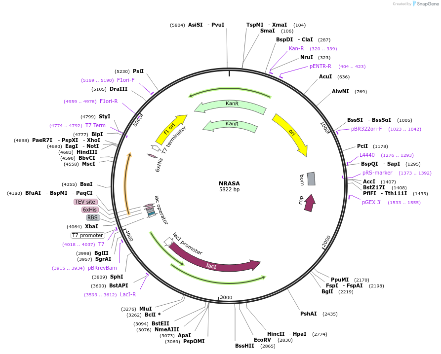 25256-plasmid-map-sequence-id-499692