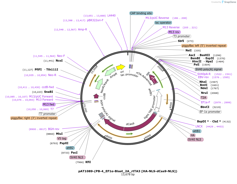251108-plasmid-map-sequence-id-499693
