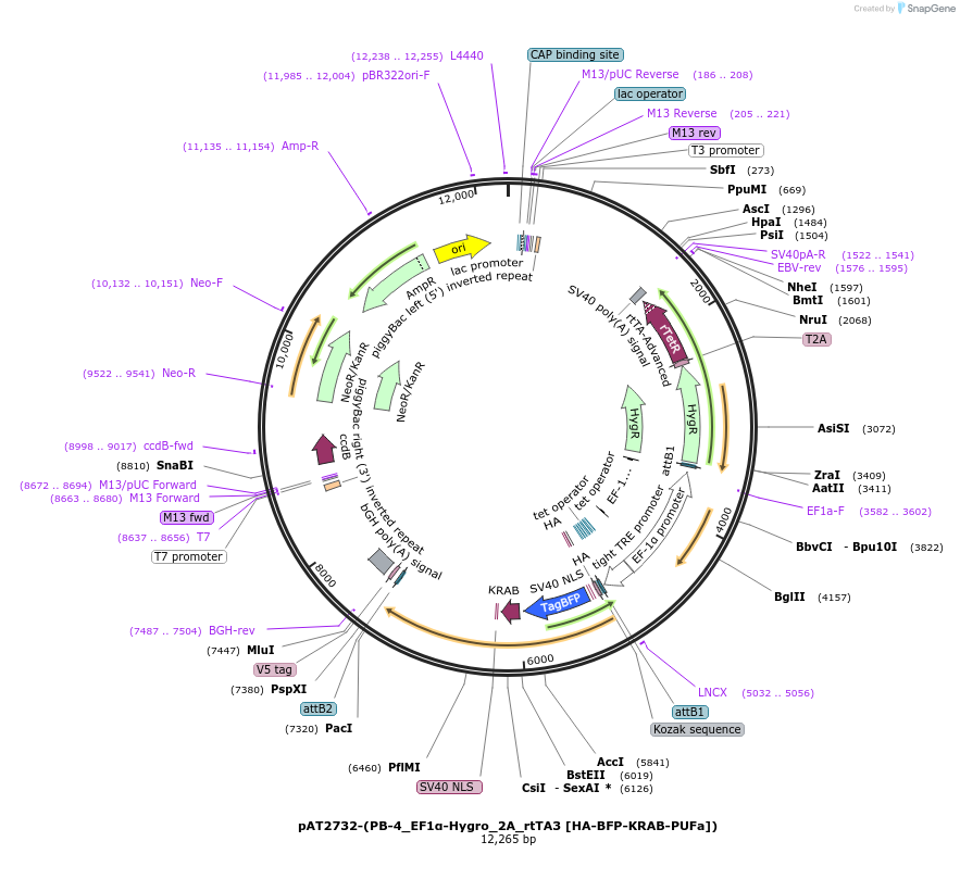 251107-plasmid-map-sequence-id-499695