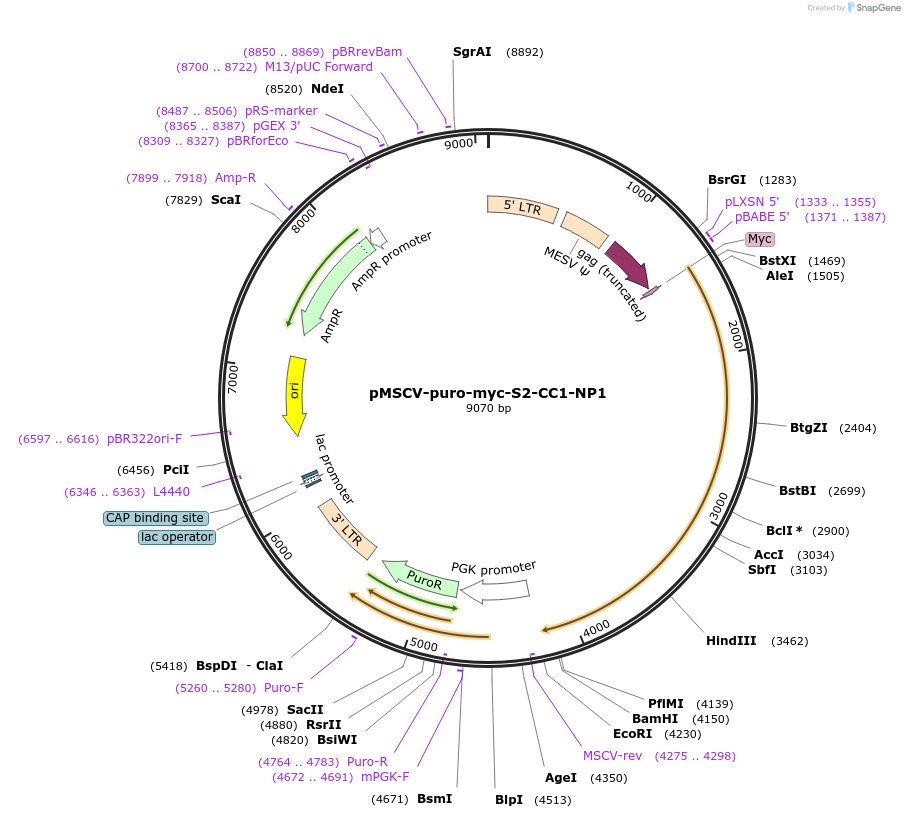 248979-plasmid-map-sequence-id-499696