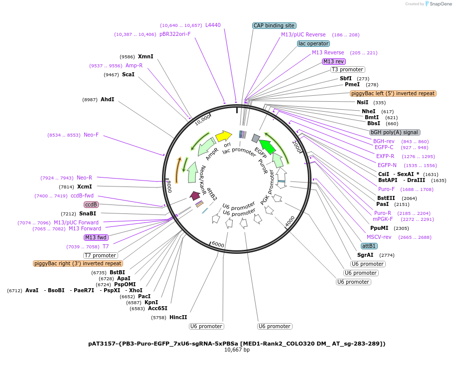 251114-plasmid-map-sequence-id-499698