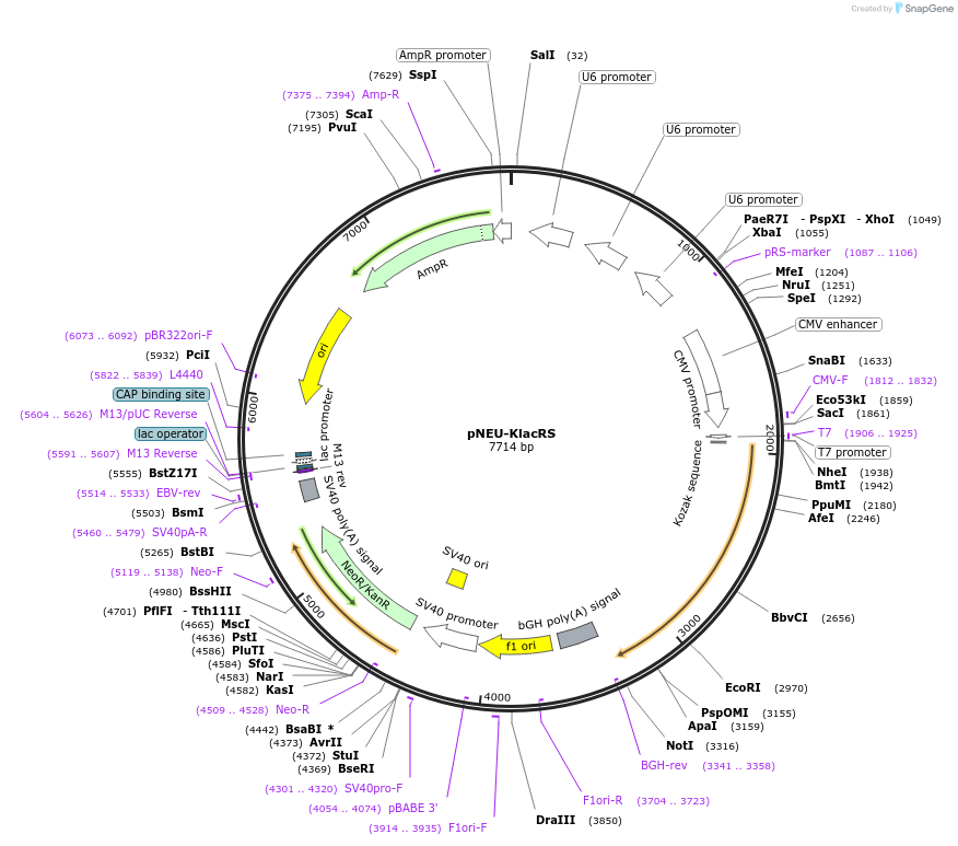 232155-plasmid-map-sequence-id-499716