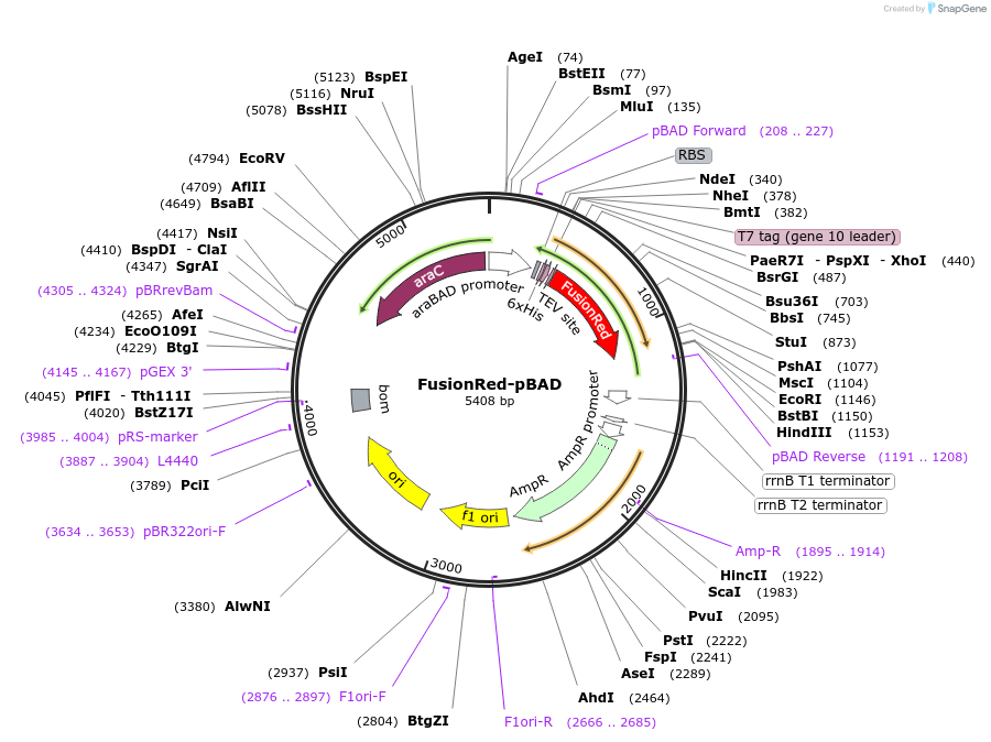54677-plasmid-map-sequence-id-499717