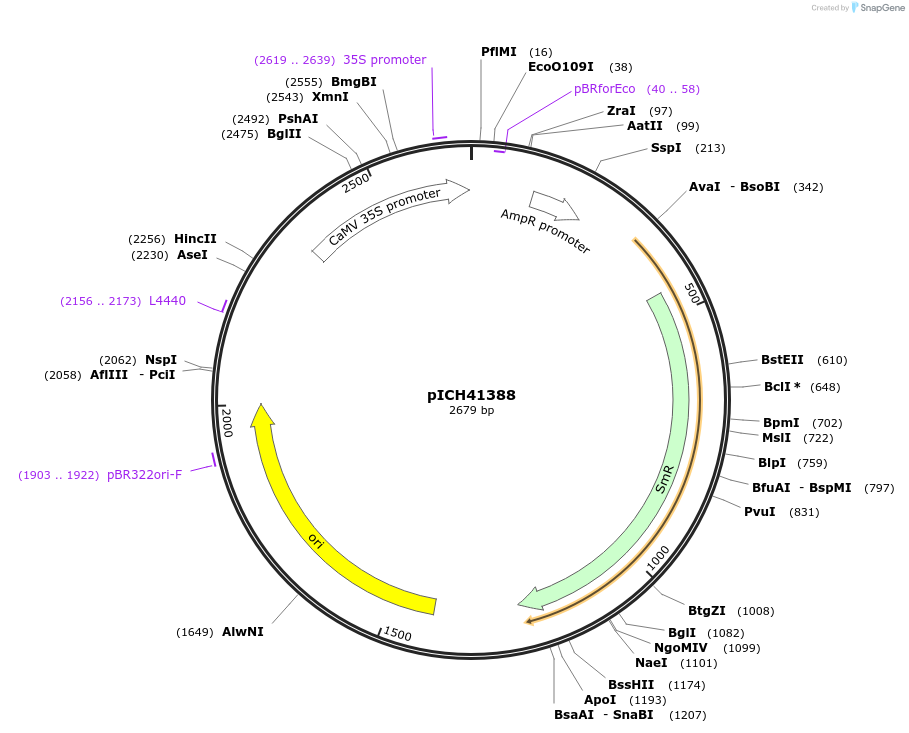 50253-plasmid-map-sequence-id-499731