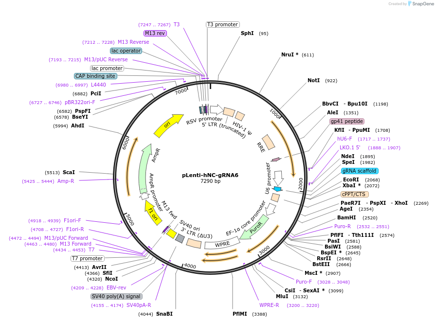 249205-plasmid-map-sequence-id-499747