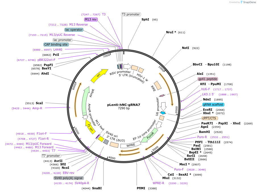 249206-plasmid-map-sequence-id-499748
