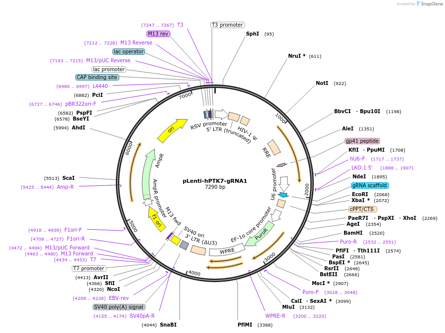249207-plasmid-map-sequence-id-499749
