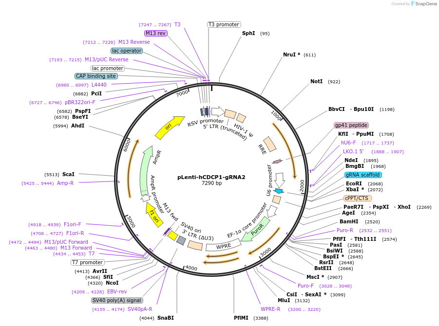 249217-plasmid-map-sequence-id-499762