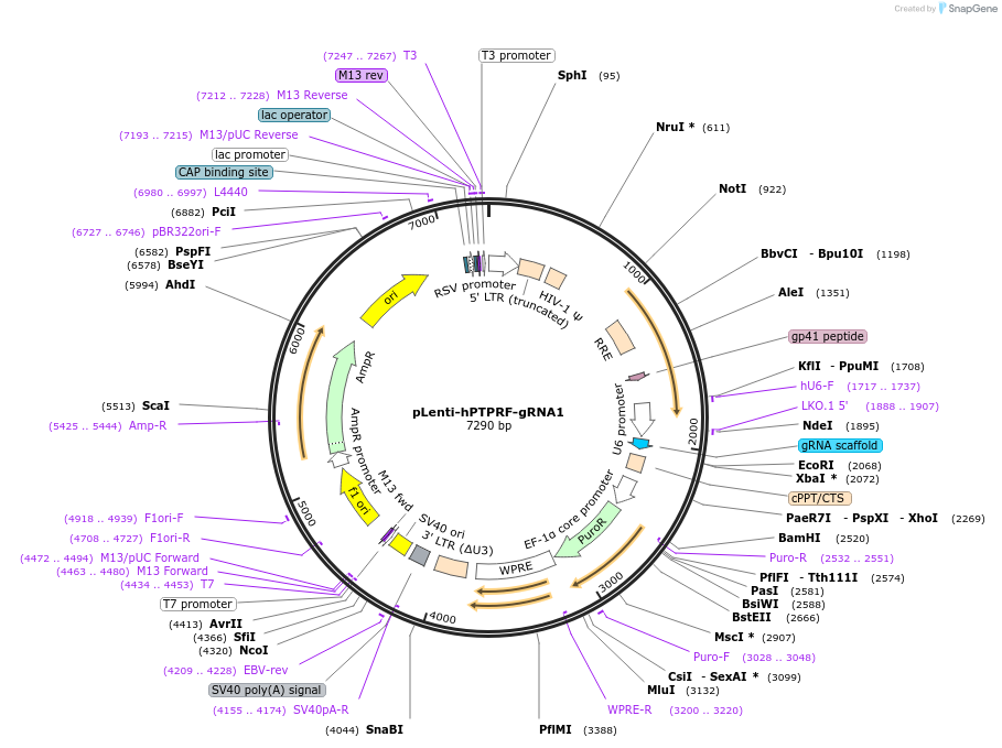 249228-plasmid-map-sequence-id-499777