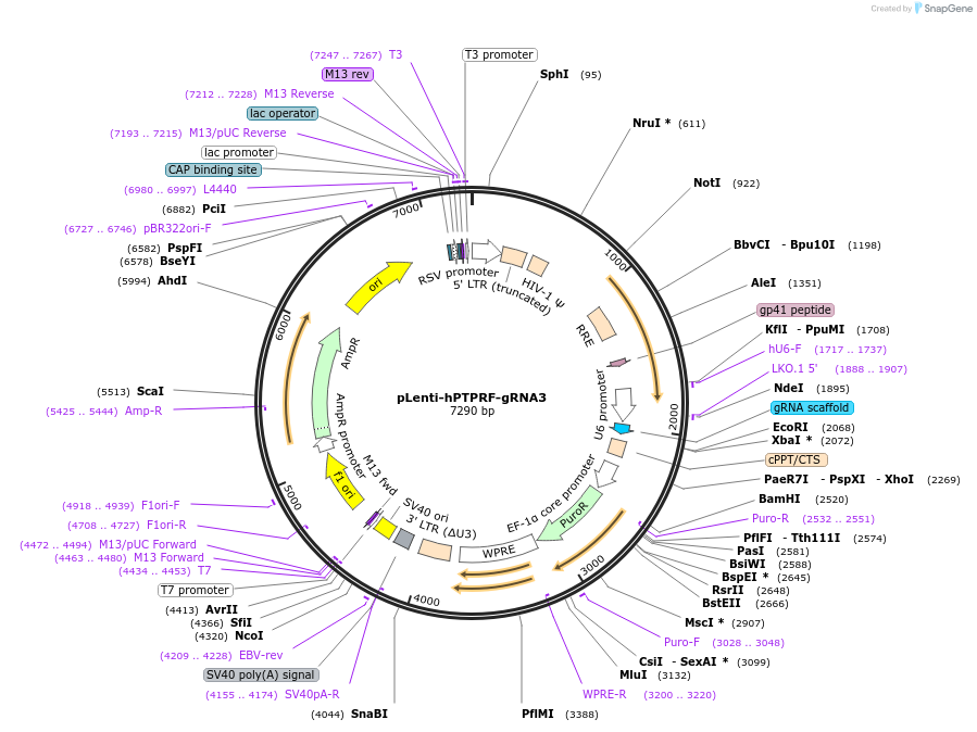249230-plasmid-map-sequence-id-499780