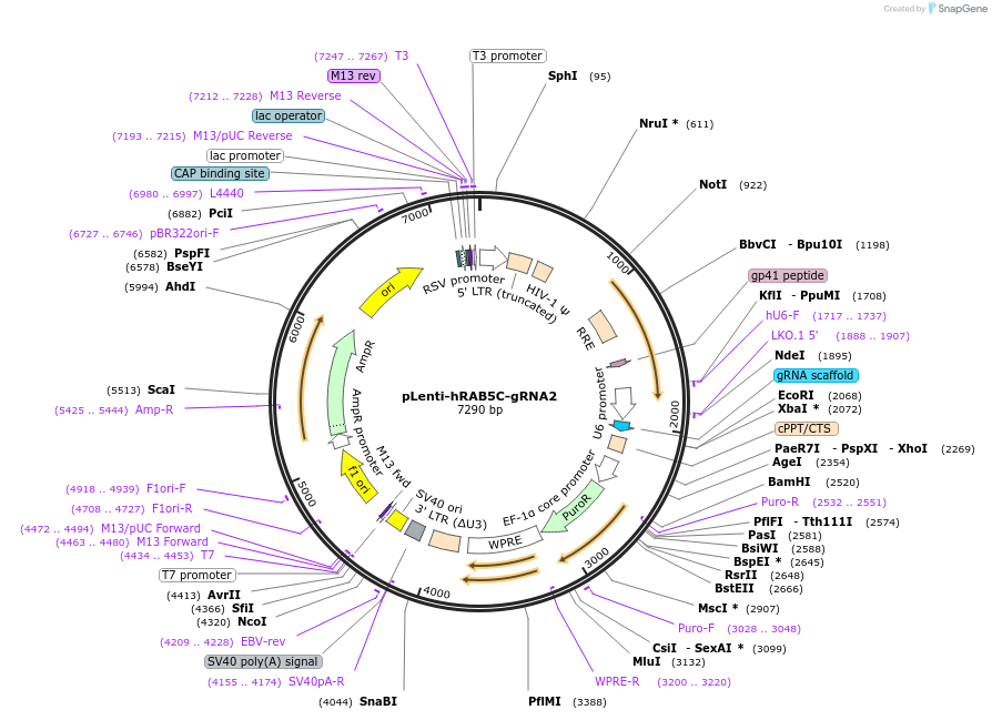 249238-plasmid-map-sequence-id-499791