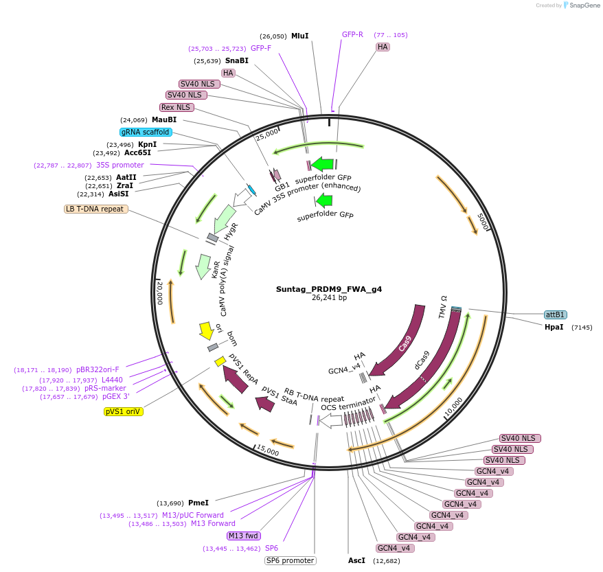 249560-plasmid-map-sequence-id-499877