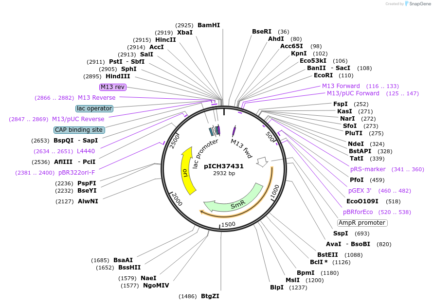 50306-plasmid-map-sequence-id-499924