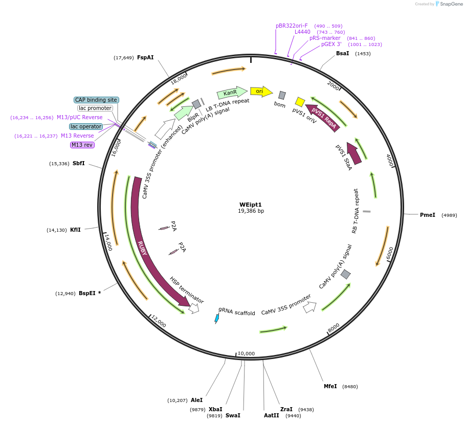 249641-plasmid-map-sequence-id-499927