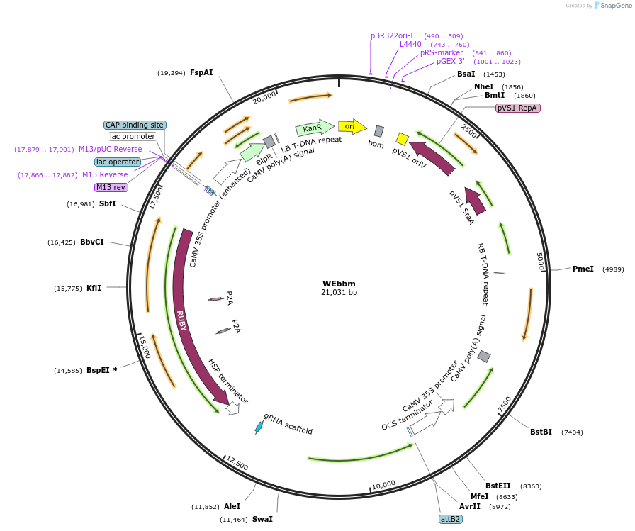 249677-plasmid-map-sequence-id-499932