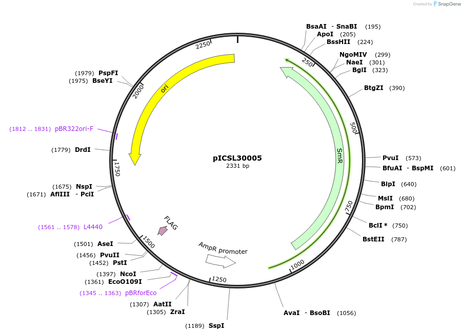 50299-plasmid-map-sequence-id-499951