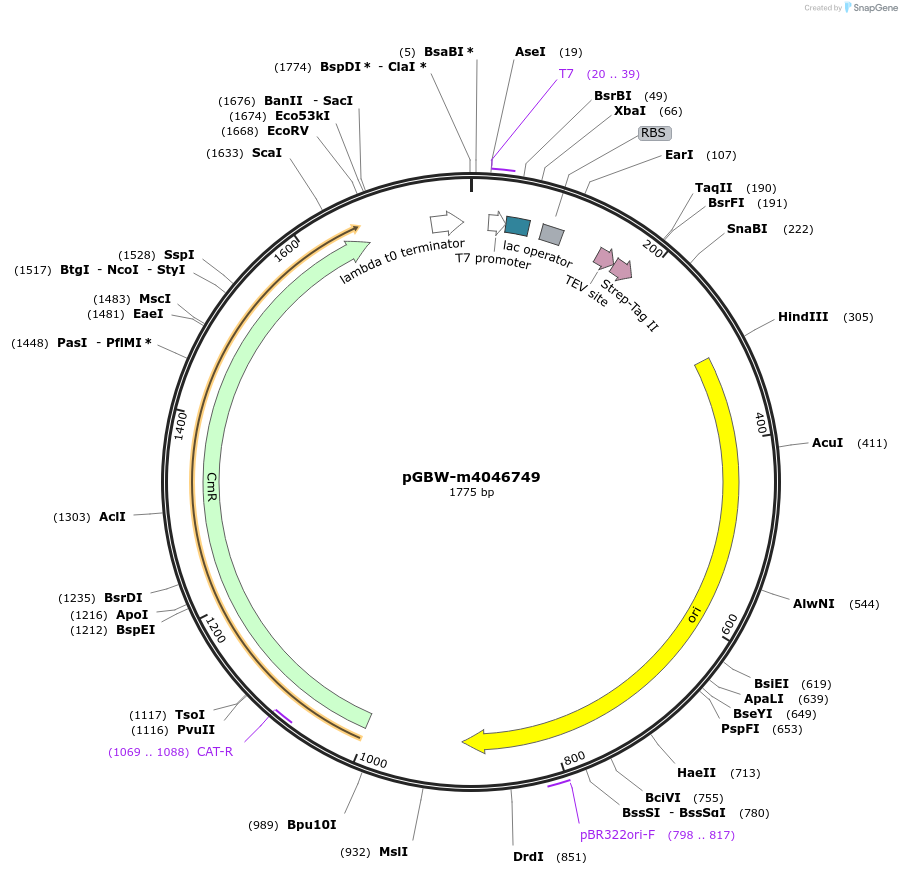 145629-plasmid-map-sequence-id-499954
