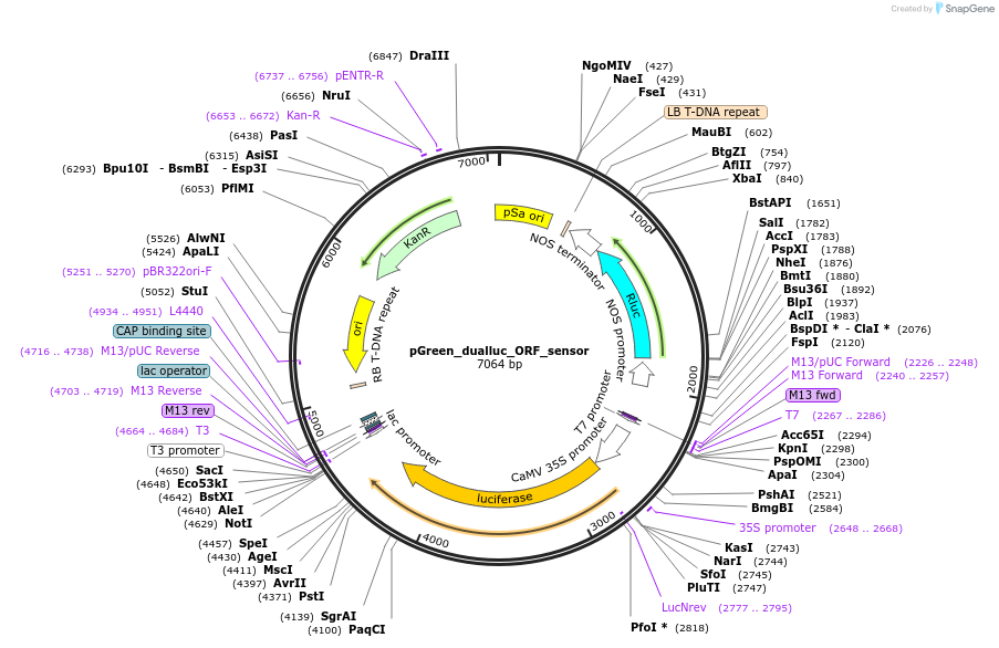 55207-plasmid-map-sequence-id-499960