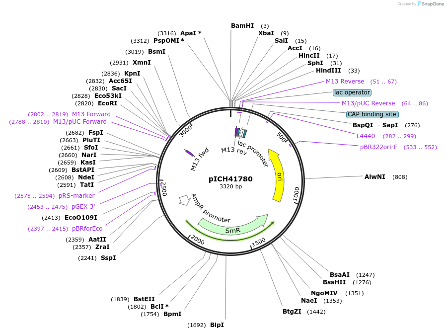 48019-plasmid-map-sequence-id-499961