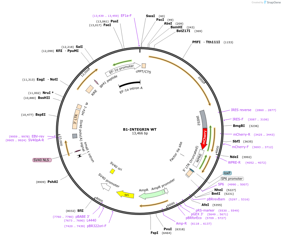 195215-plasmid-map-sequence-id-499967