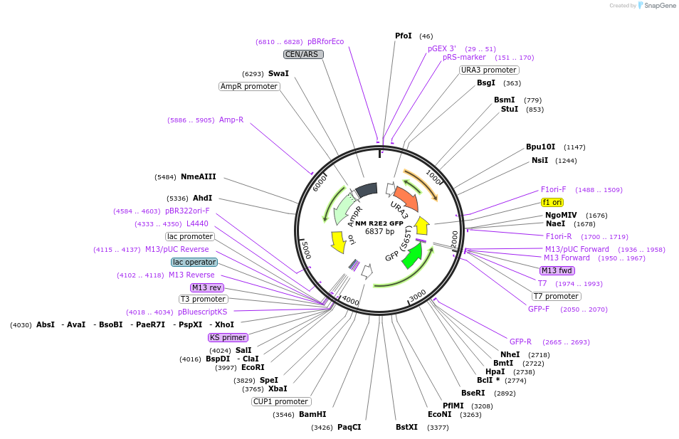1208-plasmid-map-sequence-id-5