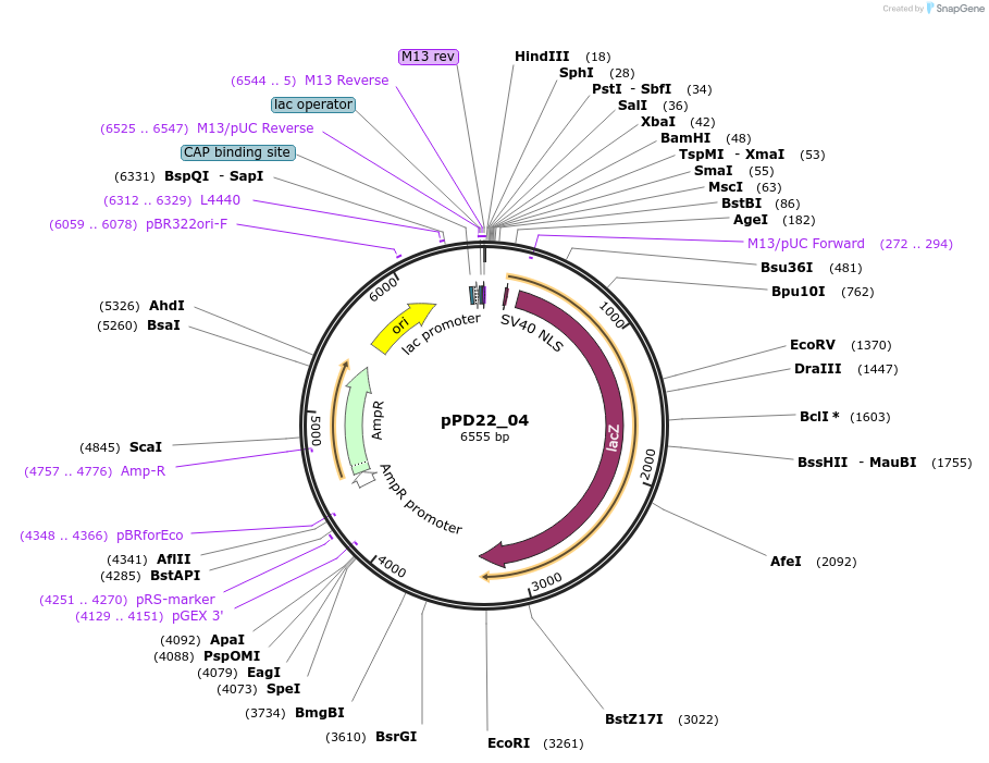 1439-plasmid-map-sequence-id-50