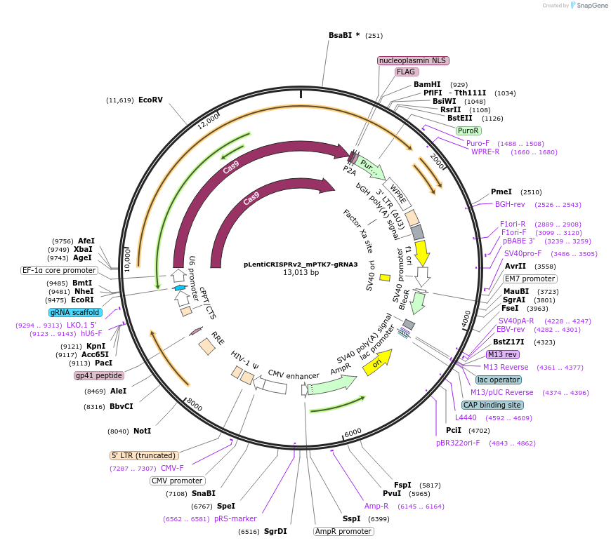 249198-plasmid-map-sequence-id-500099