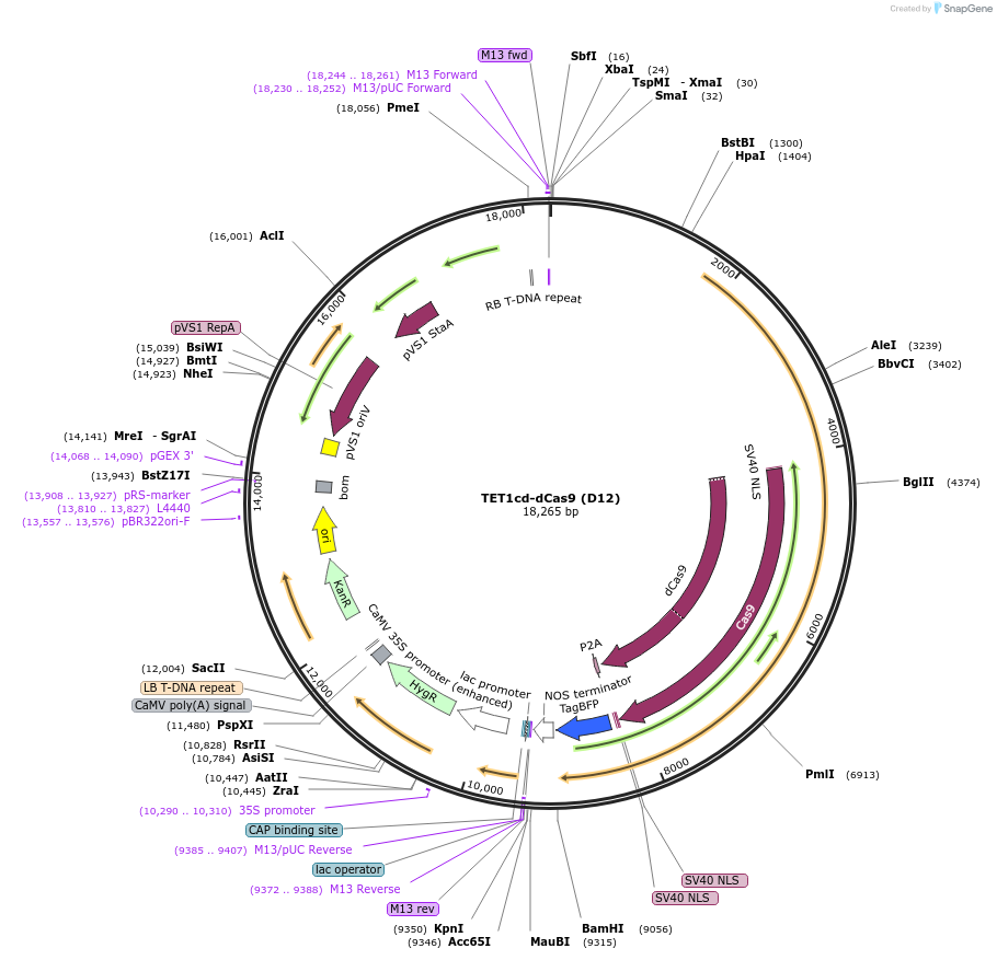 239488-plasmid-map-sequence-id-500157